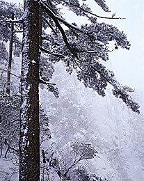 404禁用软件下载|智能驾驭,安全护航:软件稳定,行车无忧-1