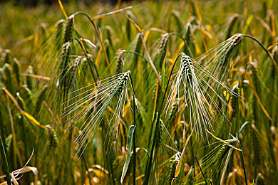 草莓视频成人|新能源汽车领航者:草莓视频平台助力智能电动SUV抢占市场先机-1