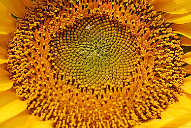 2023黄色软件|科技领航,智慧驾驶,绿色生活新篇章-1