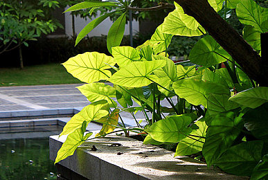 雏鸟短视频pro圆你一个公主梦|短视频盛宴,汽车梦想启航-1