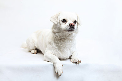 爱情岛论坛av｜惊艳登场！新车型外观设计抢眼，动力科技领先，智能配置丰富，20-30万售价引期待-1