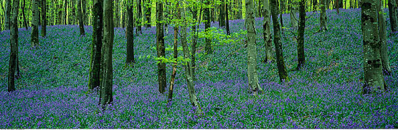 爱情岛 VIP永久入口|新能源汽车盛宴,绿色出行新风尚引领未来潮流-4