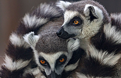 特级大胆人文艺术的文化内涵｜东方魅力，科技领航：人文艺术与现代设计交融的奢华出行新篇章-2