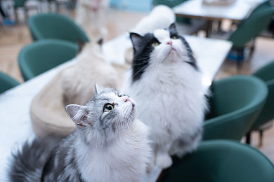 铜铜铜铜铜仁铜铜好多水｜新能源汽车“铜铜”引领潮流，环保智能双剑合璧，市场前景备受期待-1