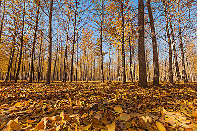 囯产棈品久久久久久久久久久久角｜“跨越创新，驰骋未来——国产新锐，价格亲民，引领潮流之选”-1