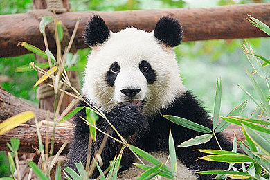 天天干天天干天天射|特斯拉Model S:续航里程与性能双突破,引领新能源汽车新纪元-1