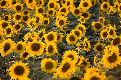 黑料老司机不打烊｜深夜揭秘：资深车友“黑料老司机”分享汽车保养与行车安全攻略-4