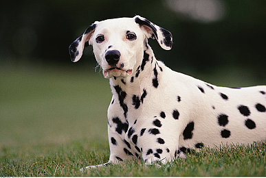 网站你应该明白我说的意思吧|“新能源驱动,智能领航,共享未来,汽车市场变革新纪元”-4