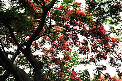 黄色漫画下载3.0.3每天无限免费大全OPPO|车载漫画新体验,OPPO手机让驾驶更趣味-2