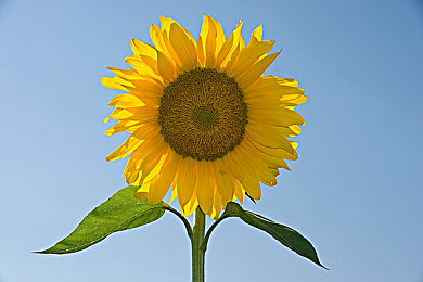 免费下载黄色软件｜知名品牌创新推出汽车免费软件，便捷服务同时提醒防范恶意下载风险-2