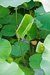 黑人超大超长    女｜“独特设计、卓越性能，女性专属超长车型即将上市，引发市场期待！”-2