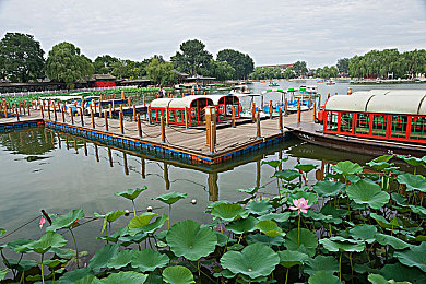 小马拉大车妈妈真实-1