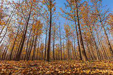 一区二区三区四区｜汽车市场风云变幻：四大区域消费者偏好解析，品牌策略大揭秘-2