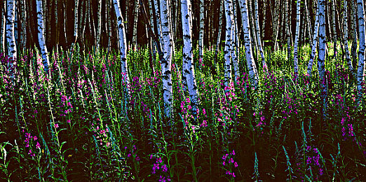 爱情岛入口|时尚动感新宠,浪漫出行首选:揭秘独具匠心的汽车新焦点-1