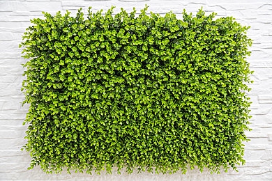 黑人BBC大战China｜中国汽车巨头黑人BBC：创新驱动，绿色低碳，力战全球市场-3