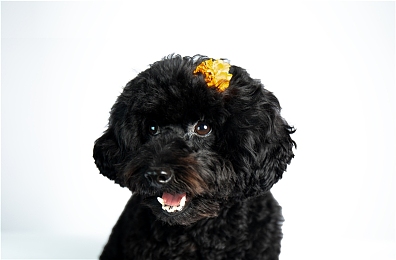 金银梅手机板|创新车载电子神器引领智能驾驶新时代,金银梅手机板打造安全便捷出行新体验-4