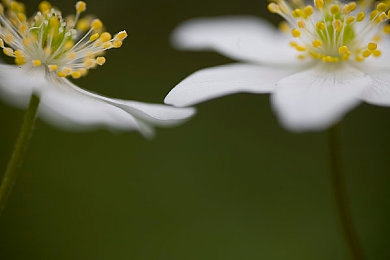 五月丁香六月情|“五月盛放:全新丁香SUV引领潮流,汽车市场新篇章即将开启”-1