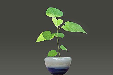 男男www|新能源汽车潮流先锋,绿色出行新风尚-1