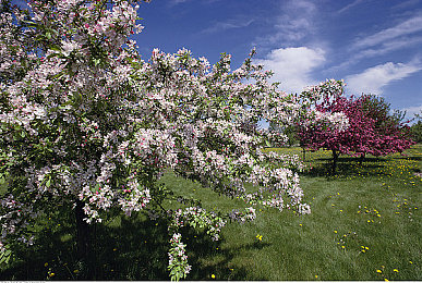 少妇推油按摩-3