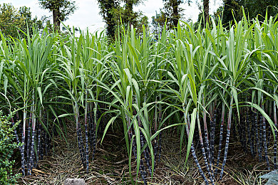 日本丰满HD主妇-3