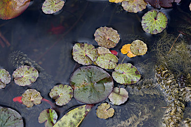 我和老婆真实的3p经历|汽车情缘:“3P”游戏成就SUV梦想,夫妻老友共谱购车乐章-1