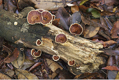 天天射天天｜科技驱动未来，环保领航潮流：新锐车型引领绿色出行新风尚-4