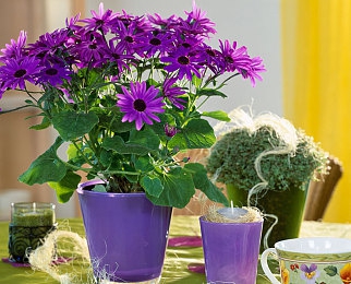 狼人访问紧急通知最新消息|“狼人品牌高层即将访华,携新品与技术交流,共谋汽车行业发展新篇章”-3