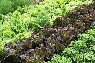 孝顺的儿媳周莹|“驾驶温馨,汽车助力:儿媳周莹用孝顺打造全家幸福出行记”-3