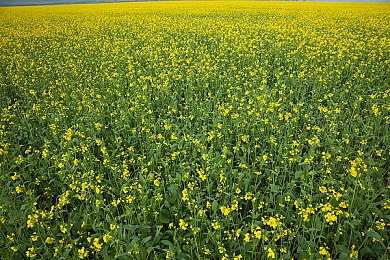 黄片连接|创新技术引领变革:黄片连接技术革新汽车连接方式,开启智能驾驶新纪元-2