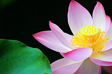 动森埃及猫|古埃及风情邂逅未来科技,新锐混合动力车型引领汽车市场新潮流-1