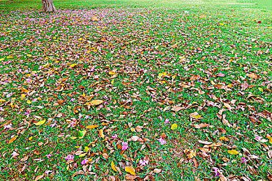 向日葵视频色|“向日葵色彩新潮流,智能环保领航高品质汽车生活体验”-1