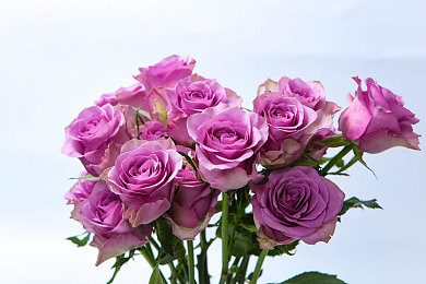 叶子闺蜜勾搭路人啪啪|跨界风云:新锐车型引爆市场,闺蜜奇遇成焦点热议-3