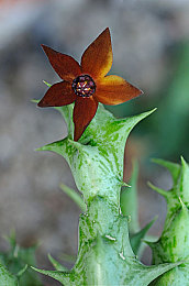 三港版普通话版片段~澎湃号|三港汽车全新升级,普通话版《澎湃号》片段亮相,诠释驾驶新境界,体验科技魅力-1