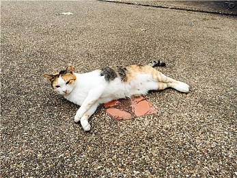窜天猴永久官网｜穿梭时空，智领风潮——新锐车型惊艳登场-3