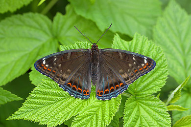 张柏芝被揉到高潮下不了床小说|“激情驾驭”全新车型亮相,独特设计理念引领车市潮流,打造极致驾驶体验-2