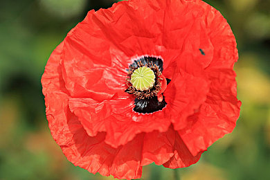 黄色APP2023|智能互联新纪元,驾驭未来,尽享绿意生活-2