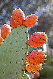 蜜汁樱桃中林妙妙的背景故事｜汽车设计界的甜蜜传奇，林妙妙创新之作引领未来风尚-5