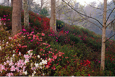 按摩师春药精油女高潮｜颠覆传统，春药精油赋能，新车型打造极致驾驶盛宴-3