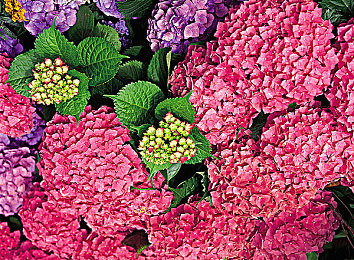 我们2019最好看中文|2019年汽车市场爆款:流线设计、智能驾驶、强劲动力,引领绿色出行潮流-5