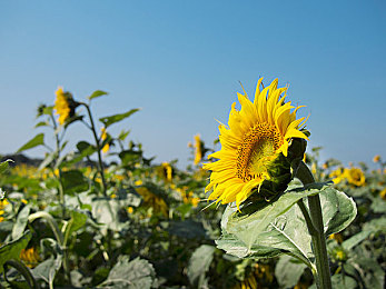 www污污｜简约风尚驾驭未来，豪华科技尽在驾驭新篇-1