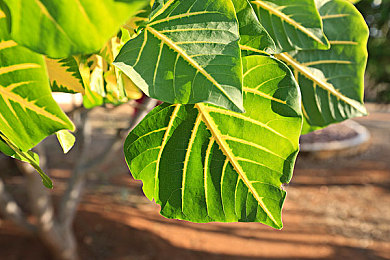 heiliao反差婊黑料吃瓜|颠覆感官,智能驾趣——探索“反差”新贵魅力-1