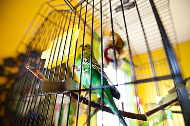 好大公 快用力日 日视频听小说|智能驾驭新境界,畅享“好大公”SUV非凡体验-1