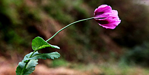 一个B三个人换着玩｜共享出行新风尚，B型车三友同乐，畅享便捷绿途-1