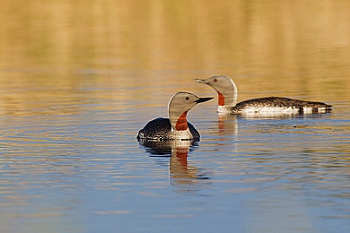 中国av电影|汽车文化魅力绽放:电影展现中国汽车产业崛起之路-4