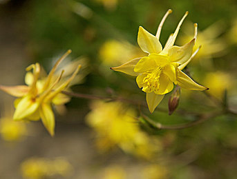 少妇厨房愉情干柴烈火91｜女性魅力与科技融合，＂少妇厨房＂新车型引领驾驶潮流-3