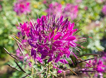 黄色软件在哪里下载-1