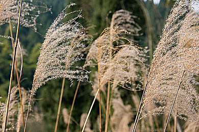 黄色软件下载3|智能驾驶新篇章:深度学习助力,创新系统引领汽车安全潮流-2