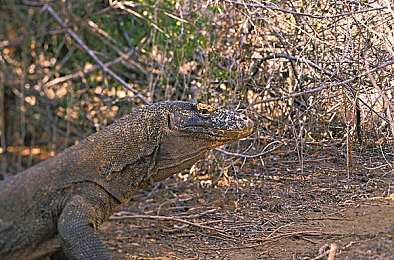 大学生 爆乳 2d扶她|“融合2D文化,引领智能潮流:“2D扶她”智能汽车校园体验惊艳亮相”-3