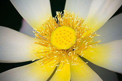 火爆社区向日葵-1