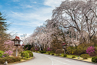 荷兰农场主七个女儿|农场绿动力,创新汽车新篇章-1